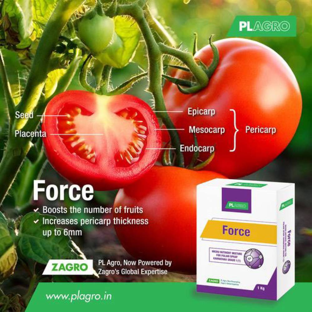 Ready for Juicy, Bigger Tomatoes? Here’s the Secret!